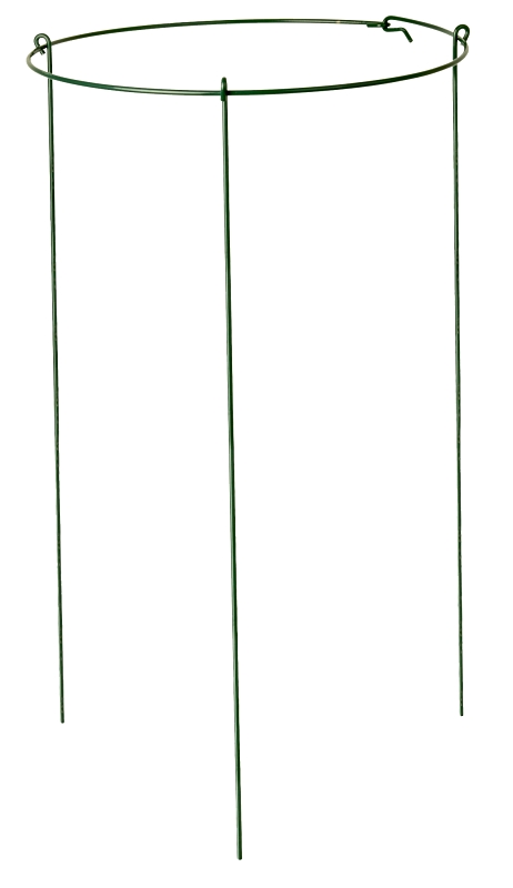 RING PEONY PLANT 14IN X 24IN  