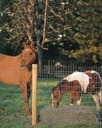 FENCE HORSE 12.5GA 60INX100FT 