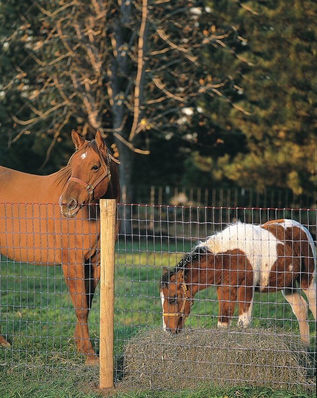 FENCE HORSE C1 12.5GA 48X100FT