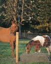 FENCE HORSE C1 12.5GA 48X100FT
