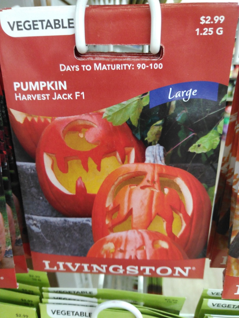 LV PUMPKIN - HARVEST JACK F1