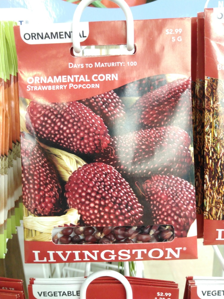 LV ORNAMENTAL CORN - STRAWBERRY POPCORN