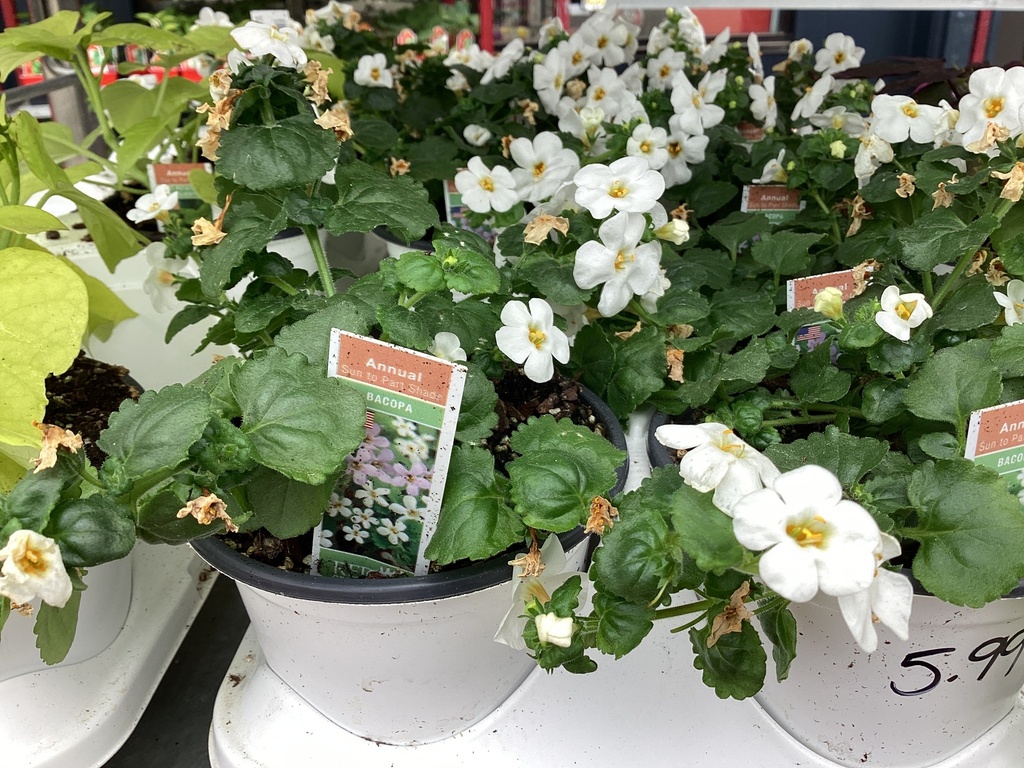 4.5 BACOPA