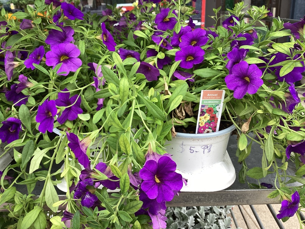 4.5 CALIBRACHOA