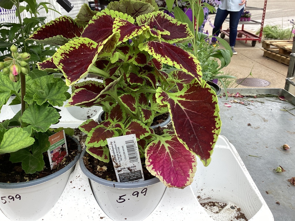 4.5 COLEUS SUN