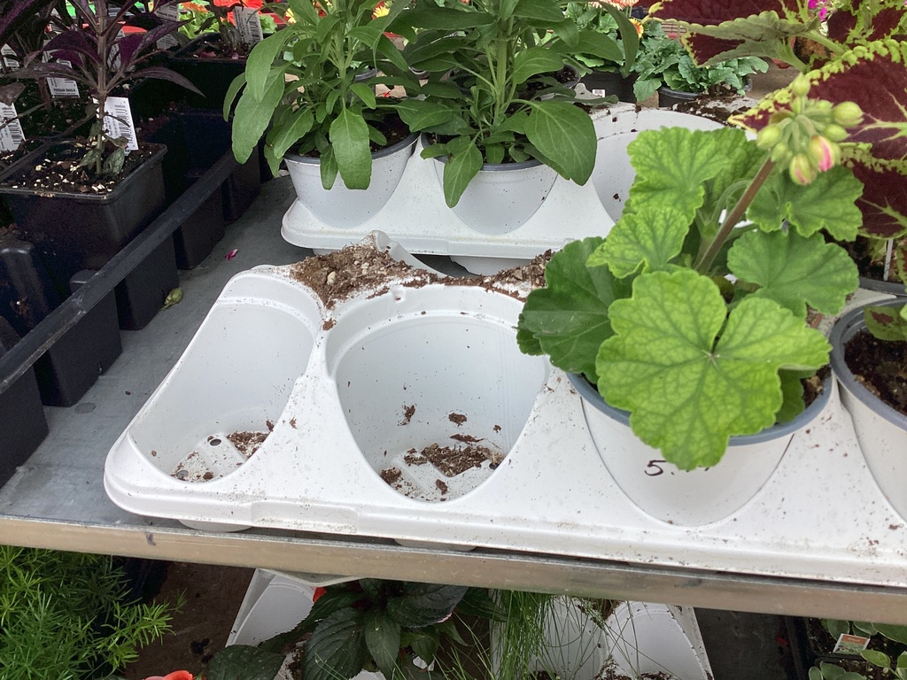 4.5 GERANIUM ZONAL