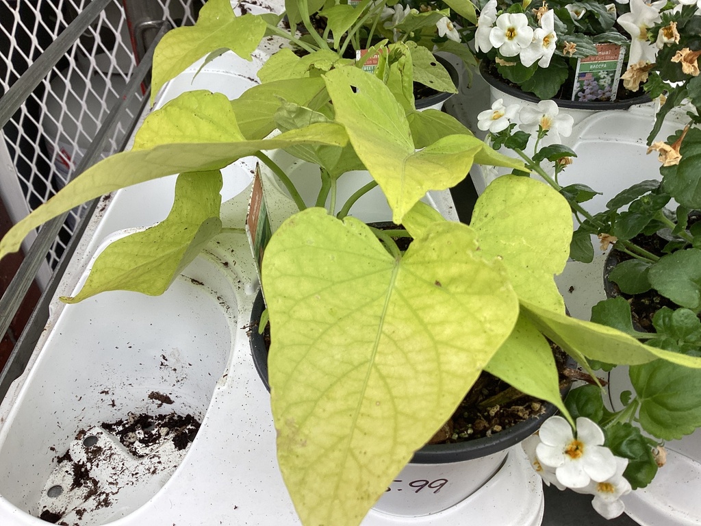 4.5 IPOMEA MARGUERITE