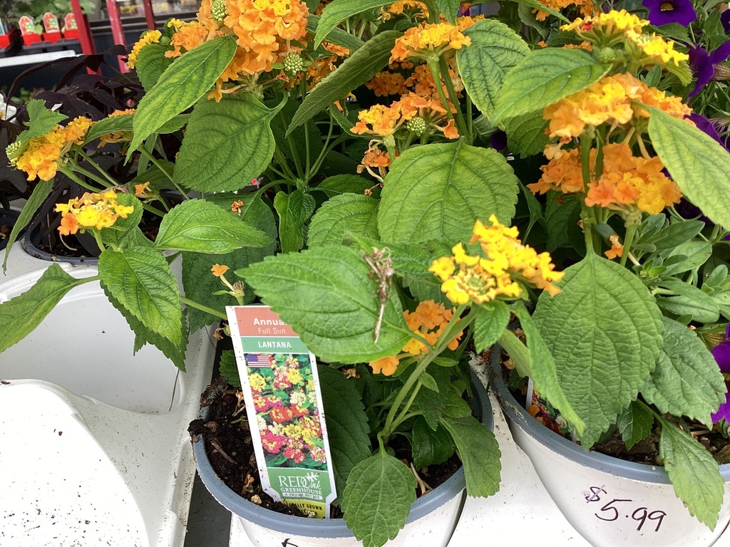 4.5 LANTANA