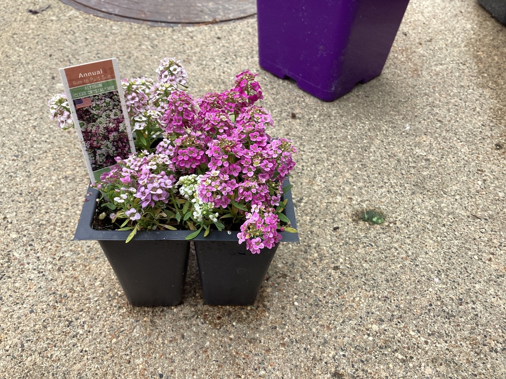 1204 ALYSSUM*MIX/Begonia/Coleus/Impatiens/Marigolds/Petunia/Portulaca/Salvia/Vinca