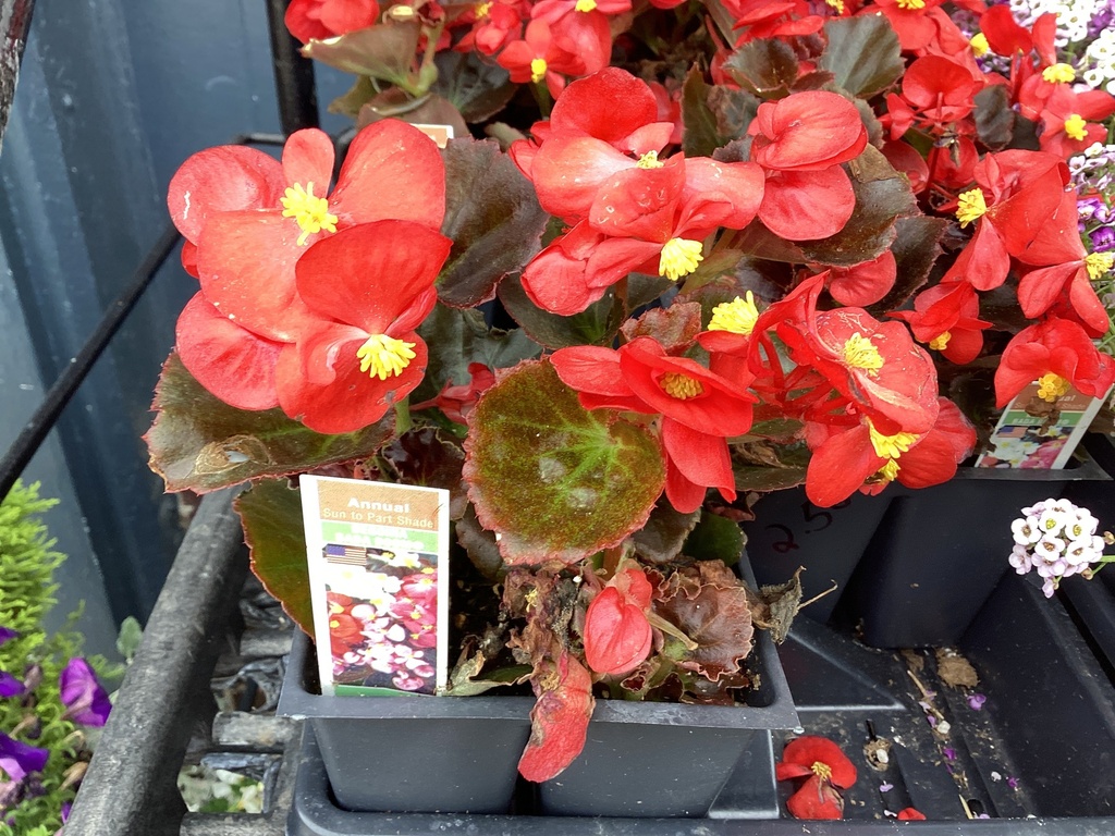 1204 BEGONIA