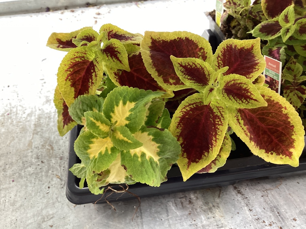 1204 COLEUS