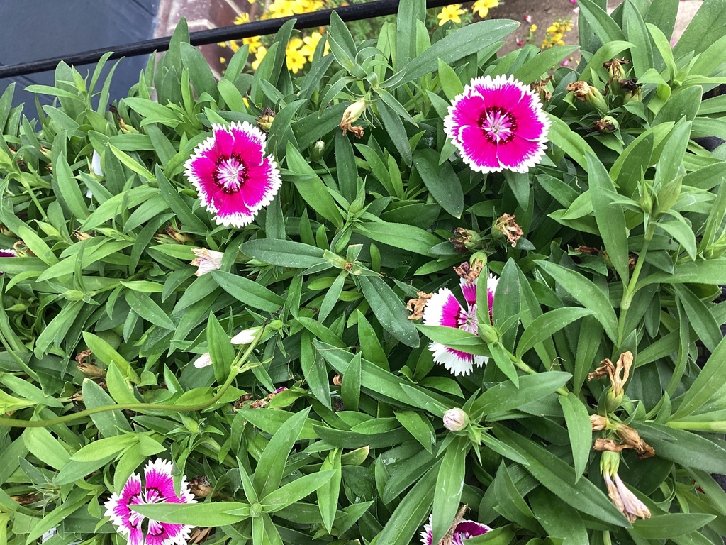 1204 DIANTHUS