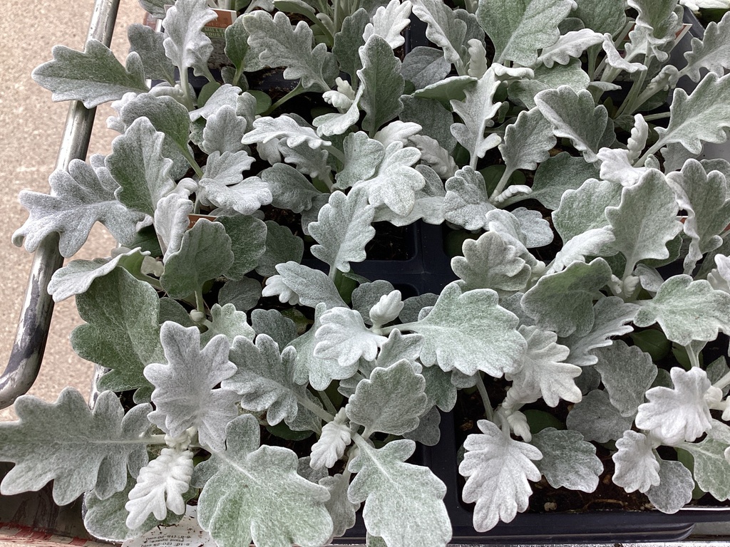 1204 DUSTY MILLER