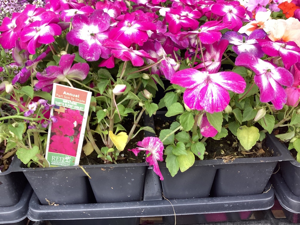 1204 IMPATIENS