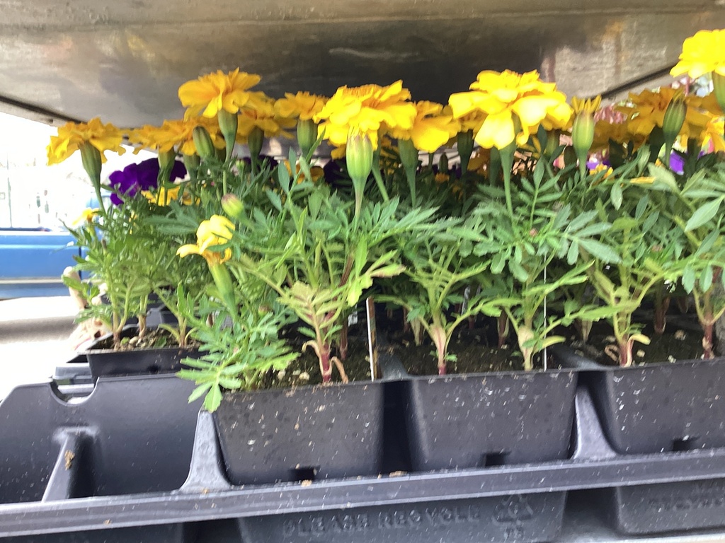 1204 MARIGOLD*AFRICAN / or French