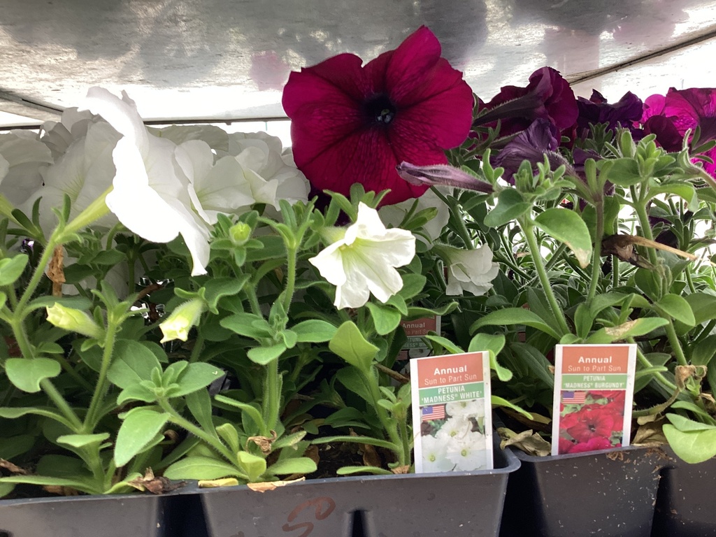 1204 PETUNIA