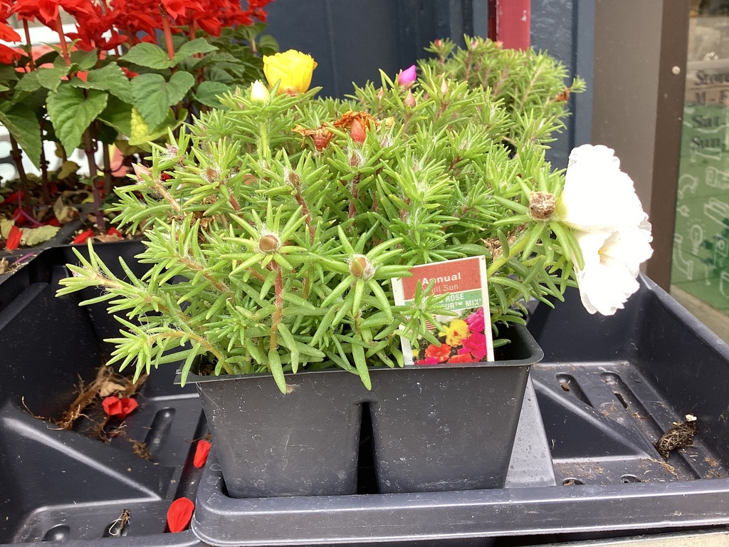 1204 PORTULACA