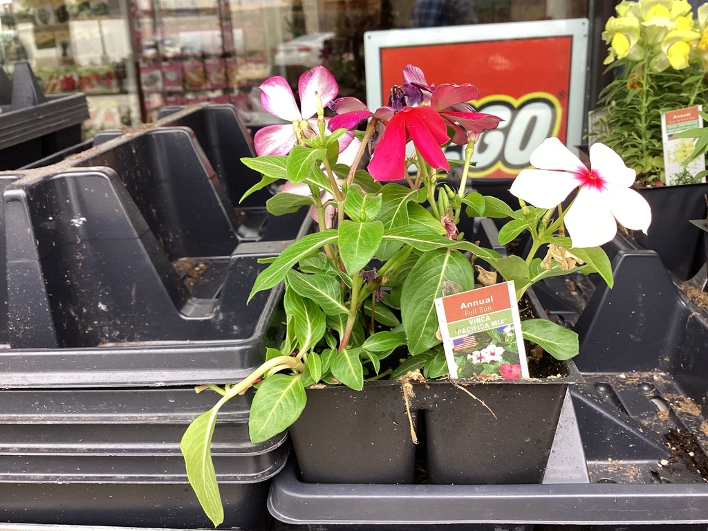 1204 VINCA