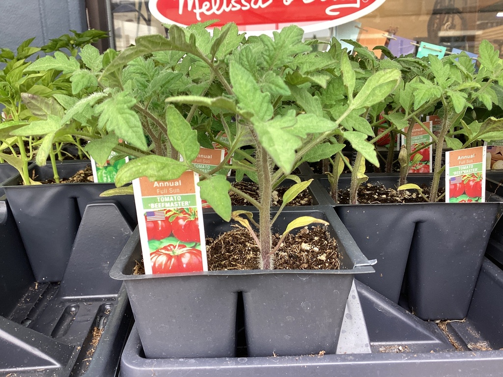 1204 TOMATO*BEEF MASTER