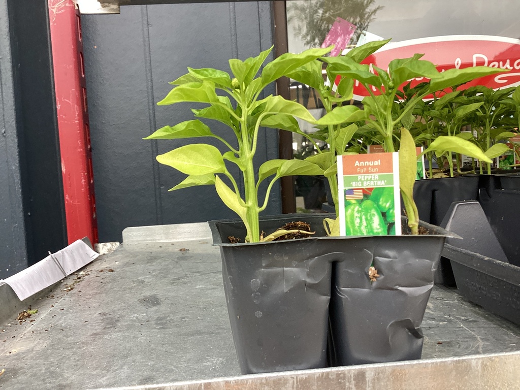 1204 PEPPER*BIG BERTHA