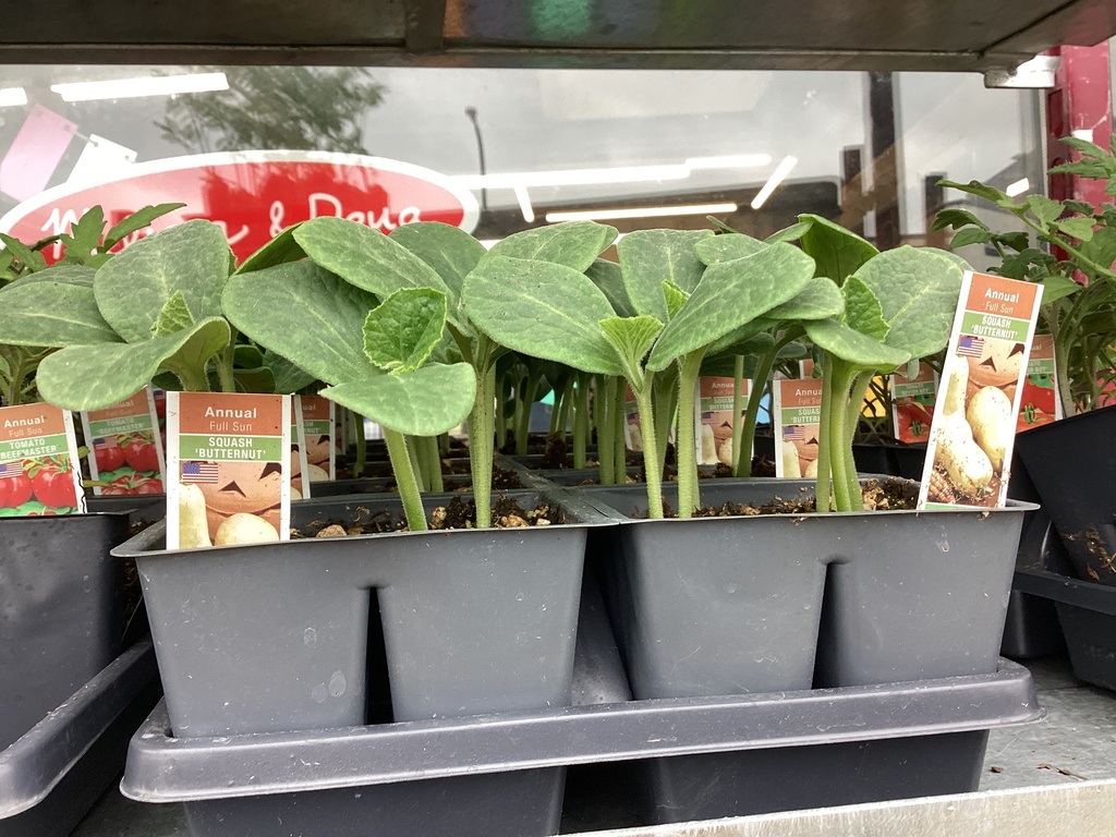 1204 SQUASH*BUTTERNUT
