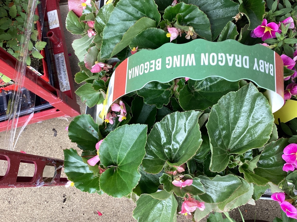 306 BABY WING BEGONIA