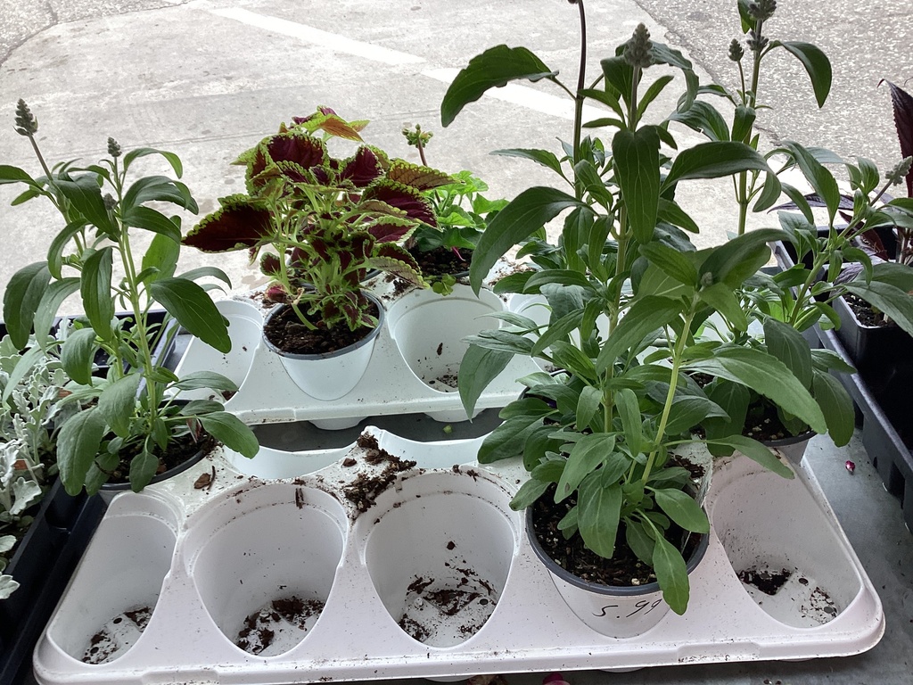4.5 SALVIA/Begonia/Lysmachia/Lantana/Ipomea/Daisy/Geranium/Coleus/Bacopa