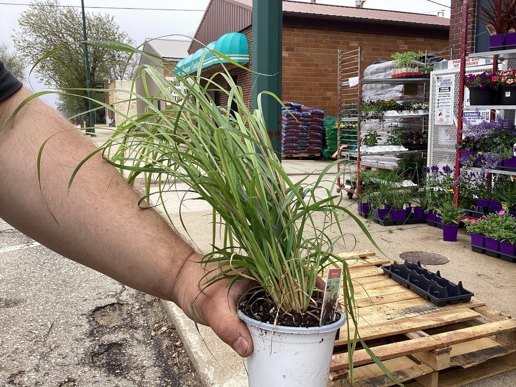 4.5 GRASS FIBER OPTIC/Cordyline/Pennisetum Rubrum