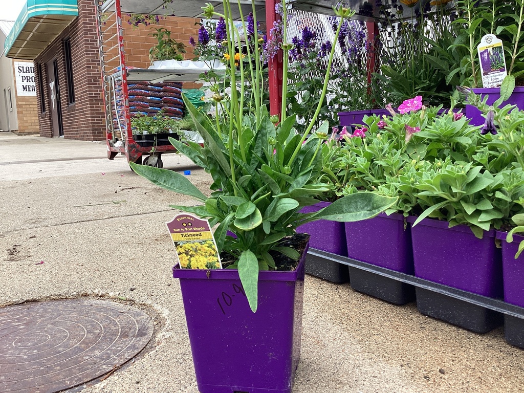 #1 PERENNIAL*COREOPSIS/Perovskia.Leucanthemum/Heuchera/Echinacea