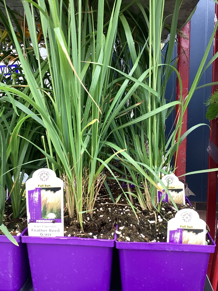 #1 GRASS CALAMAGROSTIS KARL