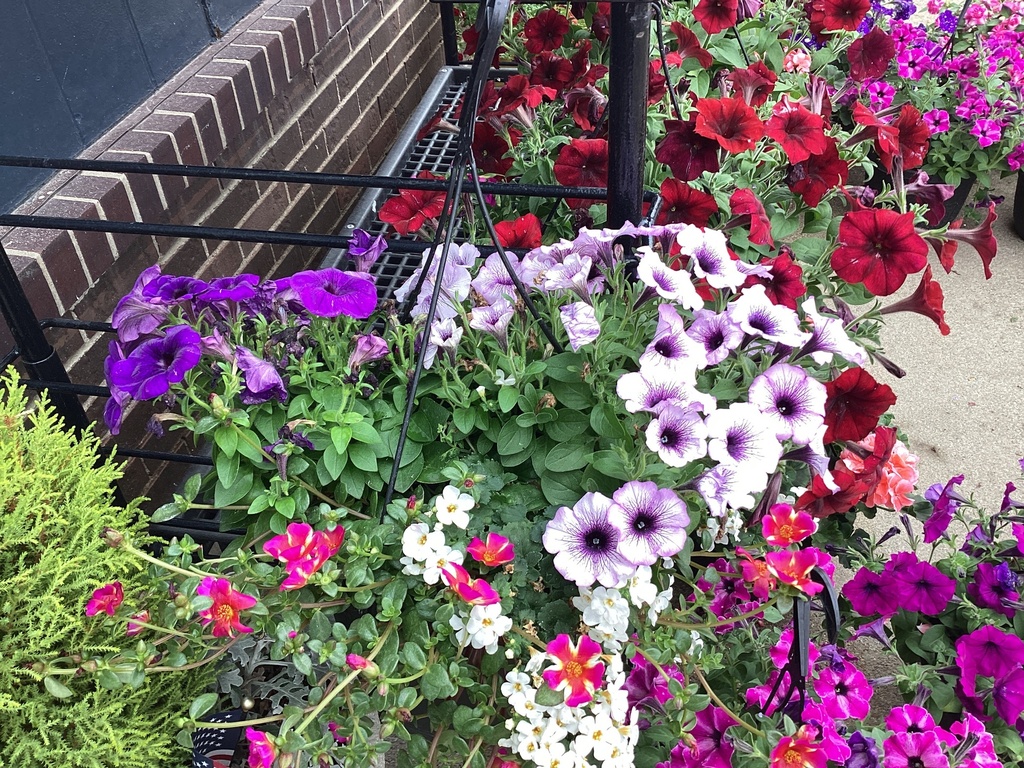 10.0 HB COMBO/Bacopa Ger/Gerbera Daisy/Rieger Begonia