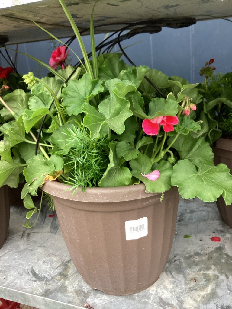 12.0 HB DELUXE GERANIUM COMB