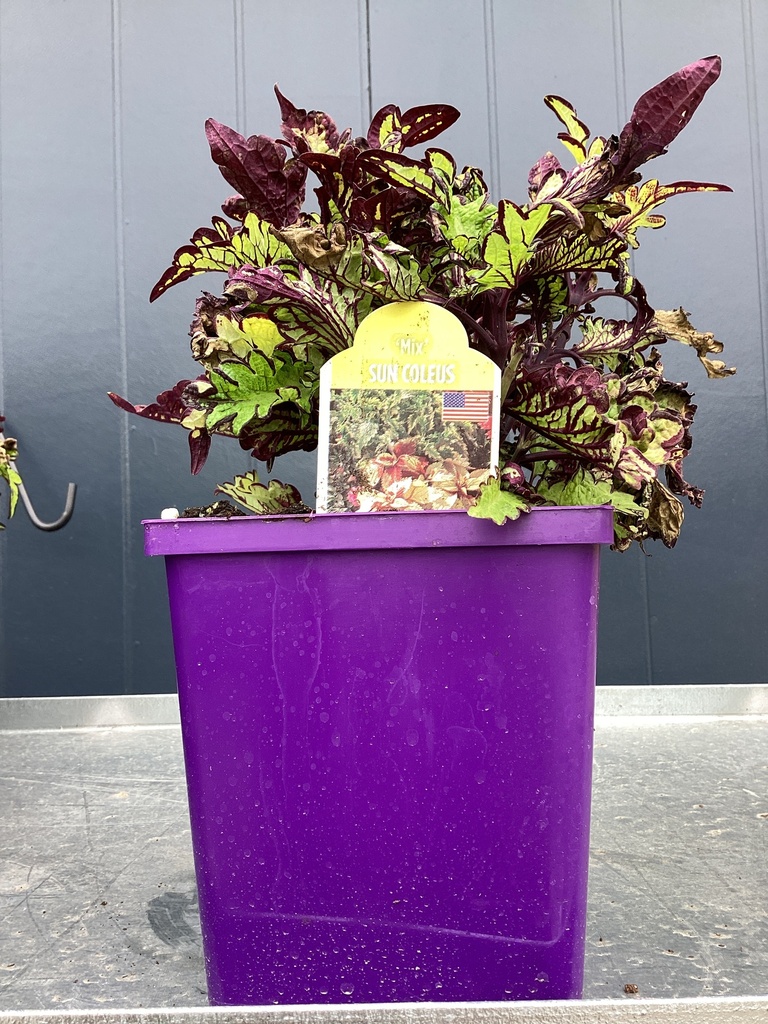 #1 SUN COLEUS