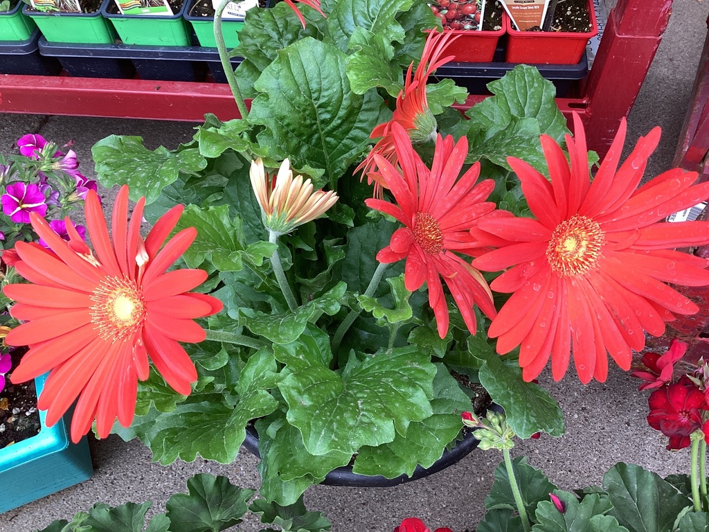 10.0 PP Geranium Zonal