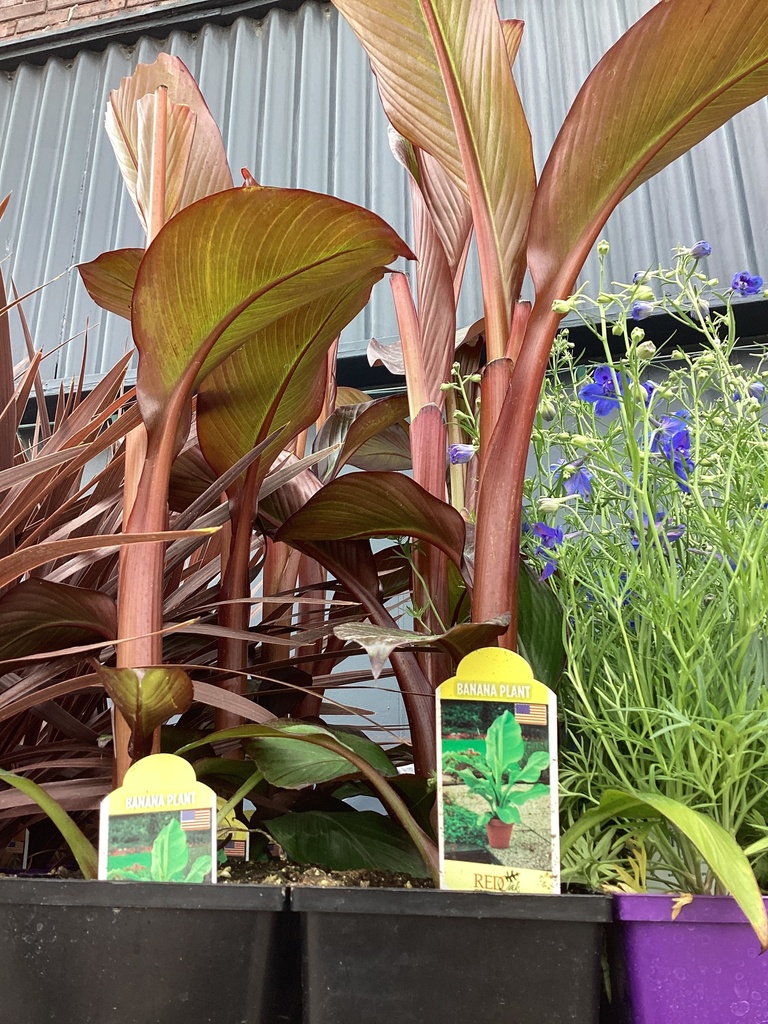 #1 FF BANANA PLANT/#1 FF CYPERUS