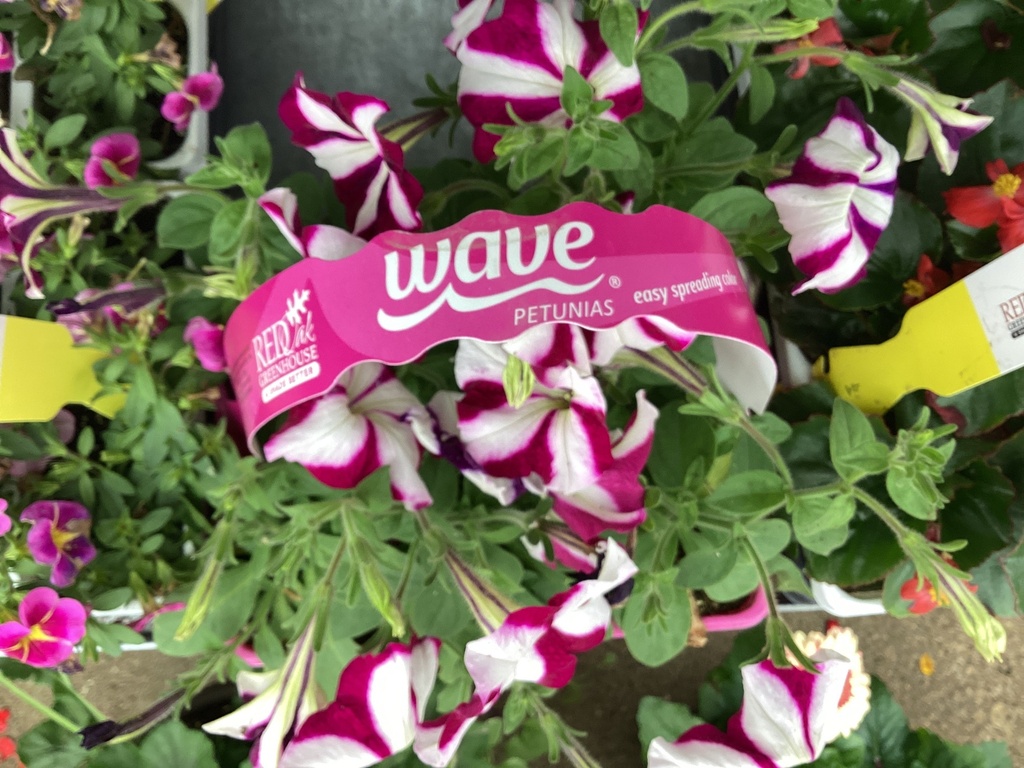 306 WAVE PETUNIA