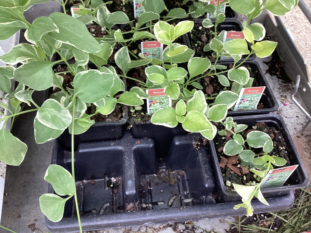 4.0 VINCA VINE