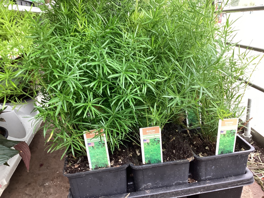 4.0 ASPARAGUS FERN