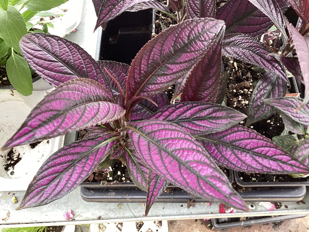 4.0 PERSIAN SHIELD