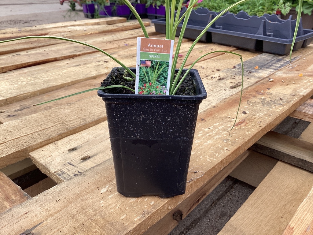 4.0 SPIKE/Asparagus Fern/Sprila Twister/Tradescantia