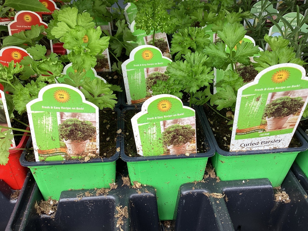 4.0 Midwest HERB- Thyme/Rosemary/Parsley/Oregano/Mint/Basil