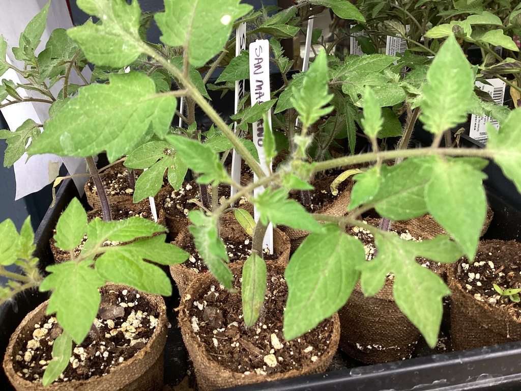 San Marzano tomato