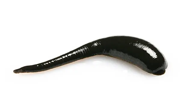 Leeches - Per Dozen
