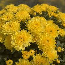 Garden mum