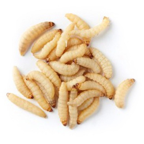 [Wax Worms] wax worms