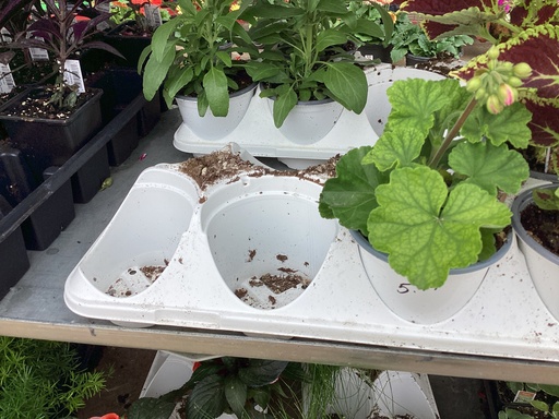 4.5 GERANIUM ZONAL