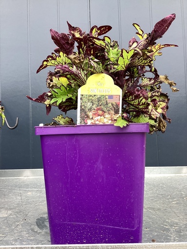 #1 SUN COLEUS