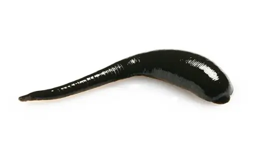 Leeches - Per Dozen